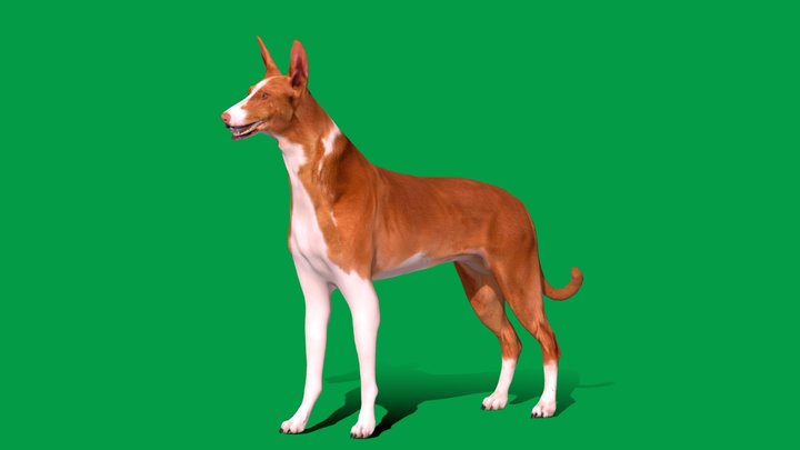 Ibizan Hound Dog (Game Ready) 3D Model