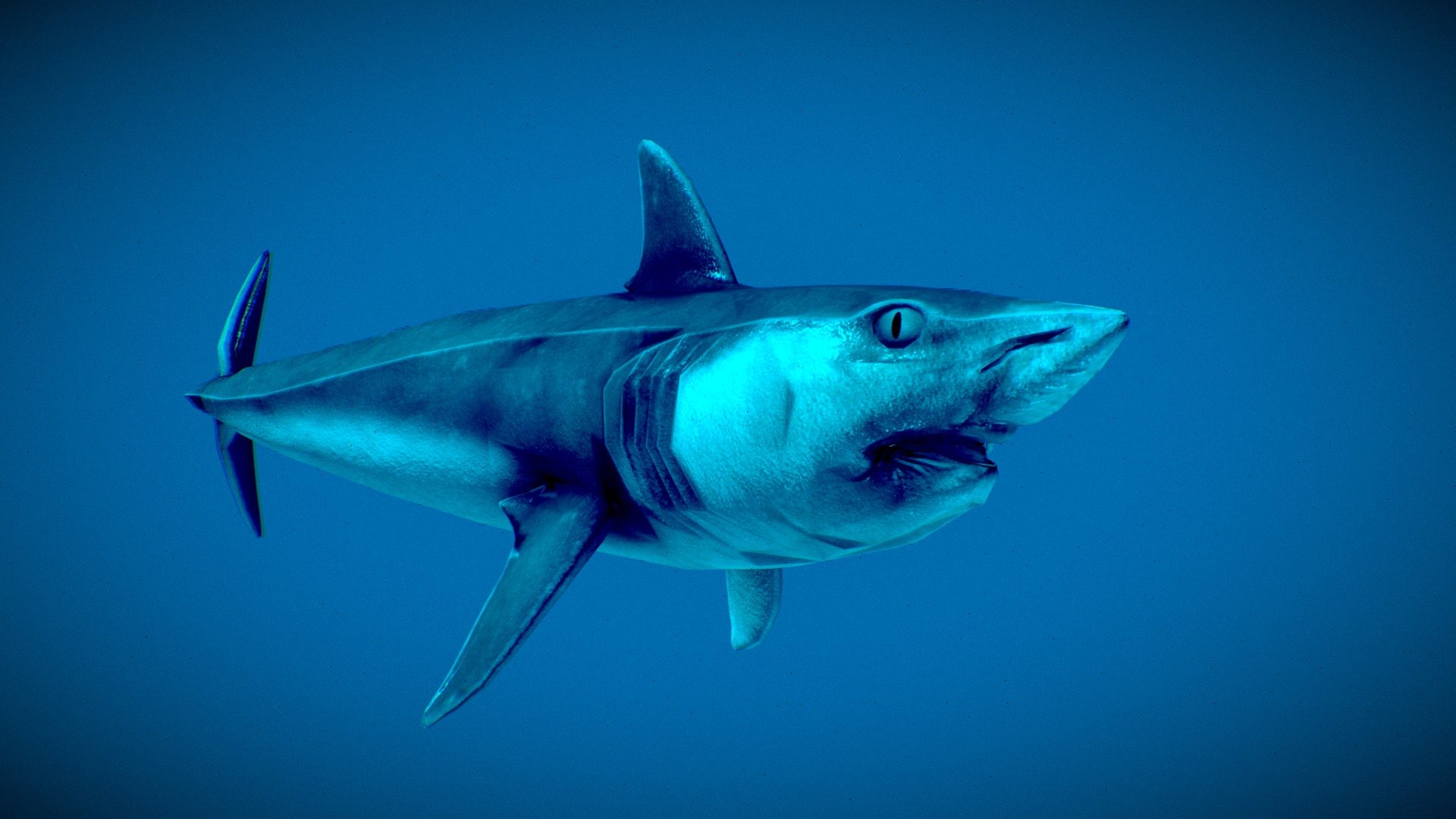 Buzzsaw Shark (Helicoprion davisii) - 3D model by sharkingaround ...