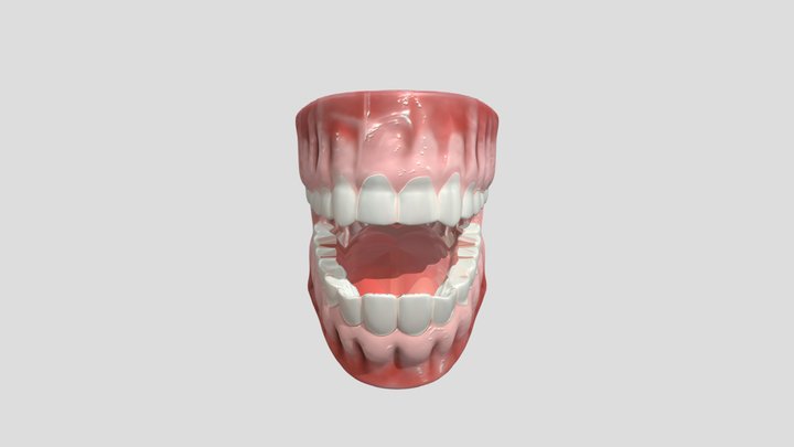 Open human mouth with teeth 3D Model