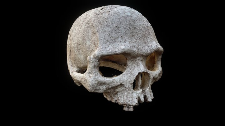 Skull 3D Model