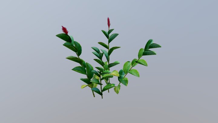 Red_ginger_var4 3D Model