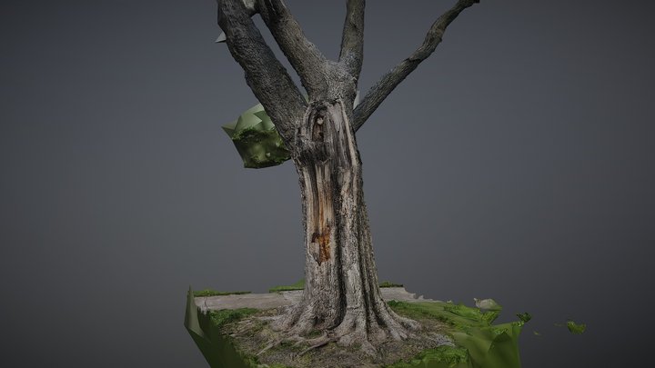 old tree 3D Model