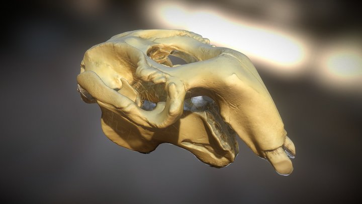 Dugong skull – Kostenloses 3D-Modell STL