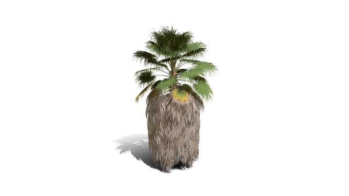 Realistic HD California fan palm (2/25) 3D Model