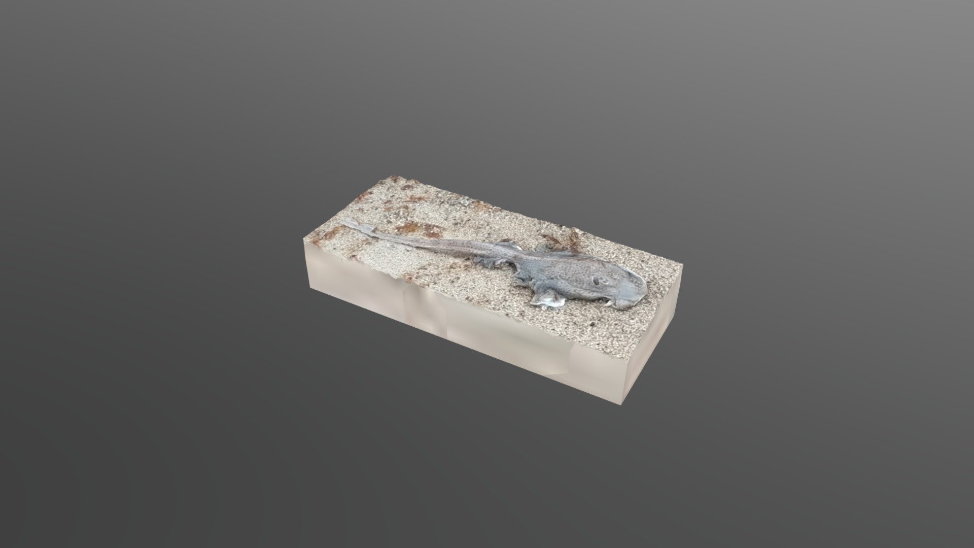 Morbid Finds #8a: 2 Skates (detail) - Download Free 3D ...