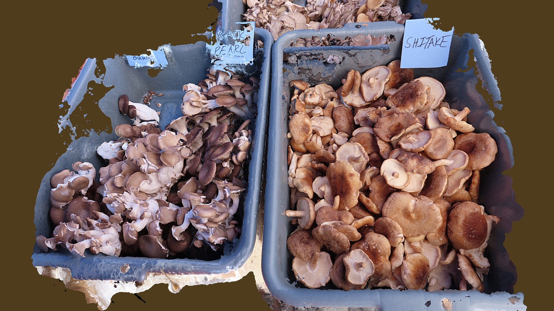 Shiitake and Oyster Mushrooms Buy Royalty Free 3D model by John