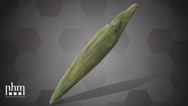 Corn (NHMW-AFW-DING-0046-176) – Modèle 3D gratuit STL