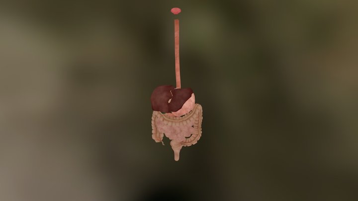 Digestive-system 3D Model