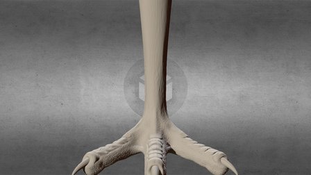 Eagle Foot Highpoly 3D Model