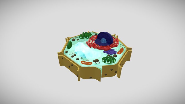 plant cell and animal cell 3d