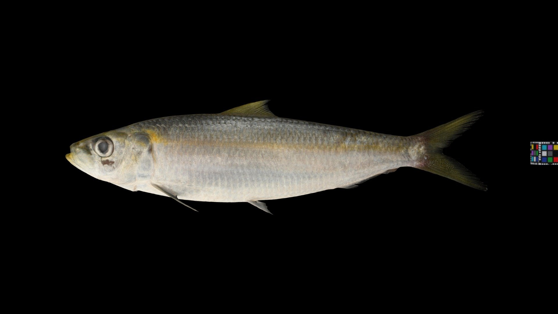 カタボシイワシ 🐟 Bali Sardinella, Sardinella lemuru - Download Free 3D model ...