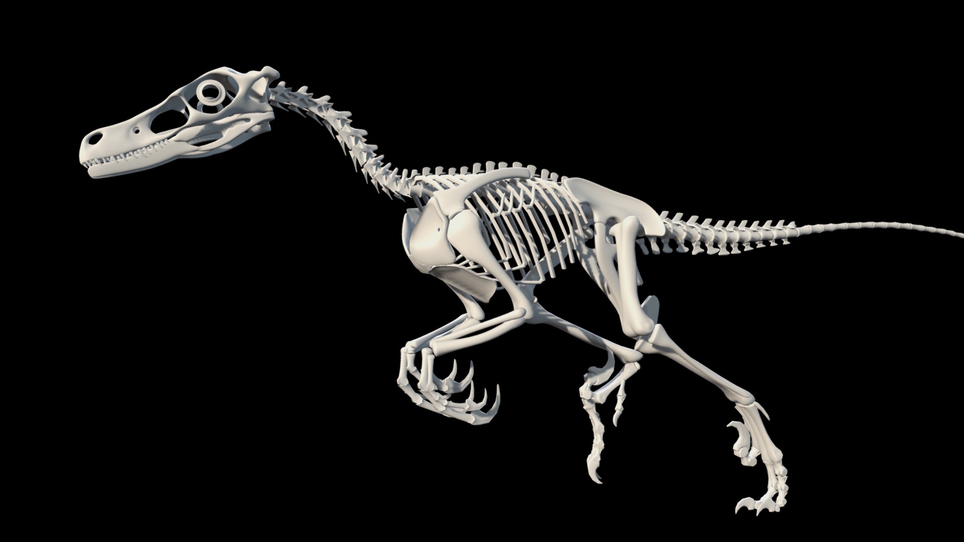 Velociraptor Skeleton 3d Model By Biozone 7d9c6ef Sketchfab