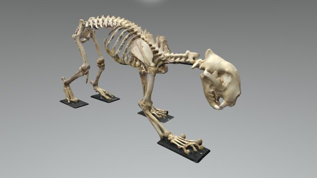 Panthera Tigris 3D Scan Model 3D Model