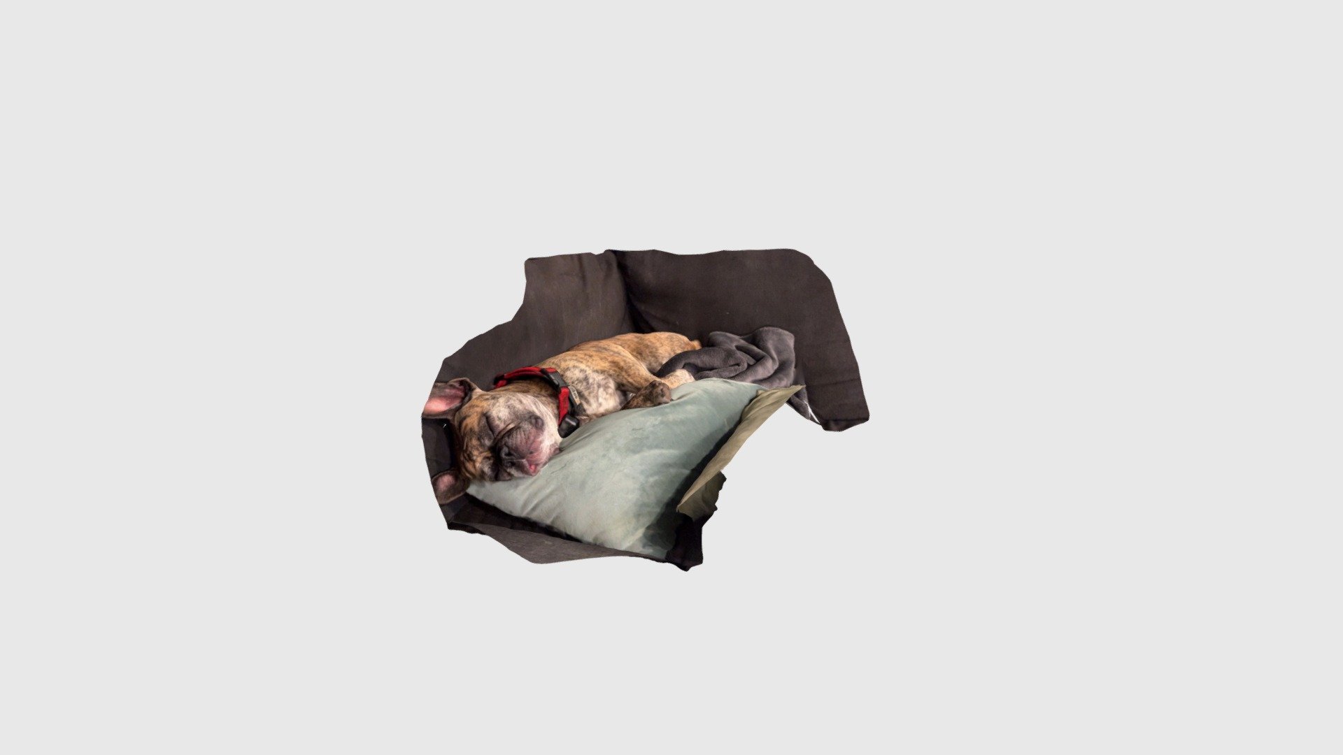French Bulldog Sleeping