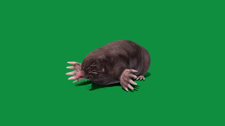 Eastern Mole (Game Ready) 3D Model
