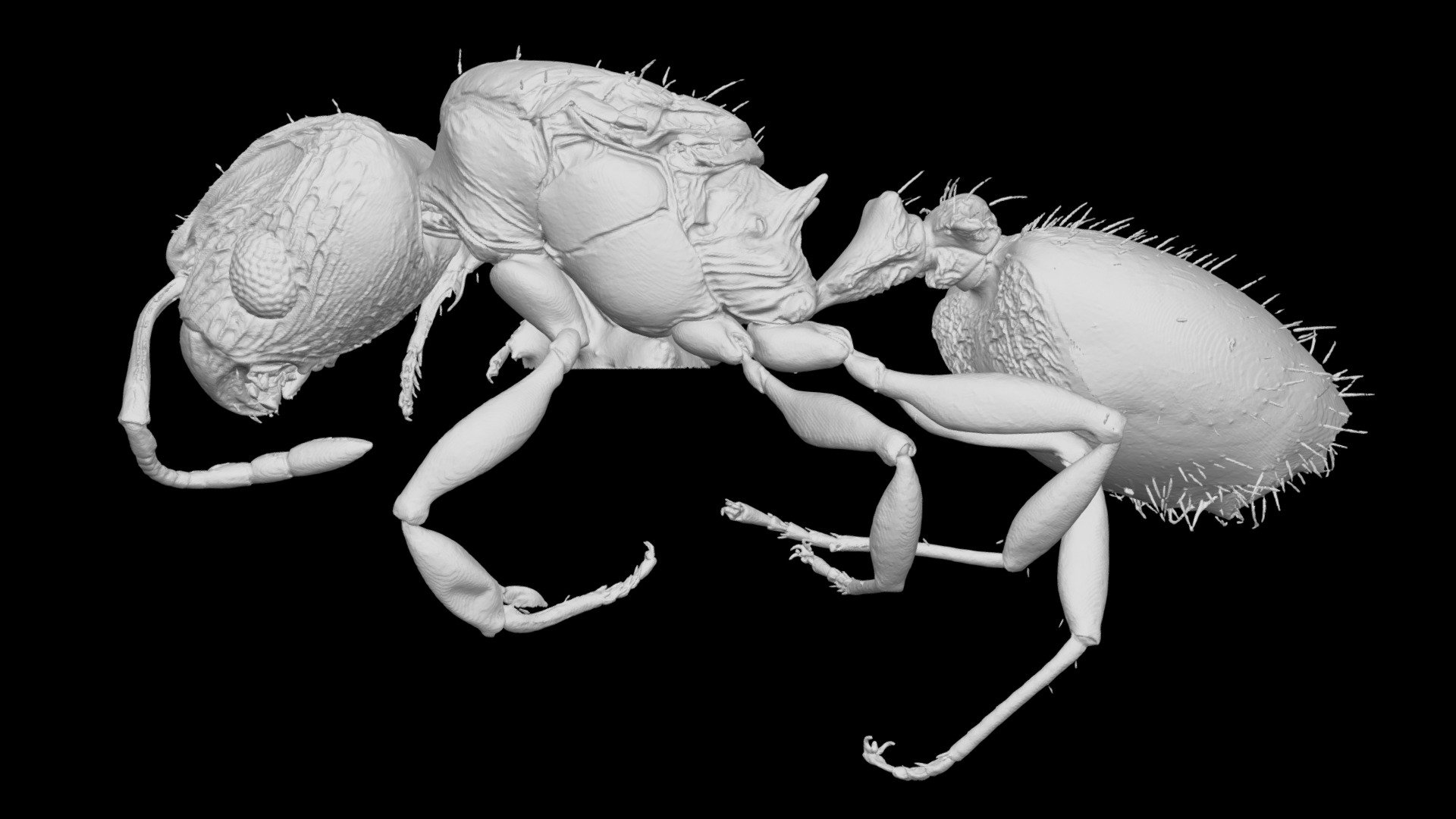 Pheidole vatu Queen CASENT0185452