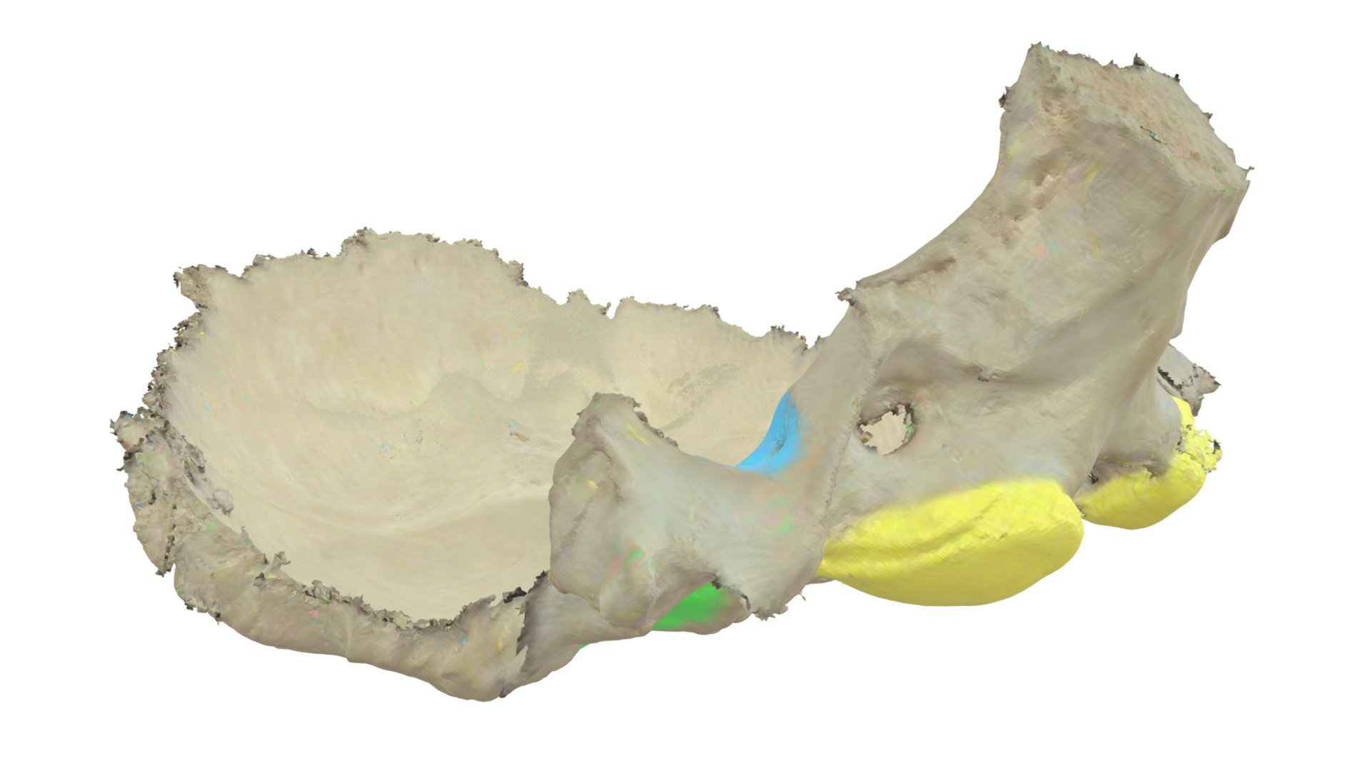 os occipitale pars Laterales - 3D model by Universiteit Antwerpen ...