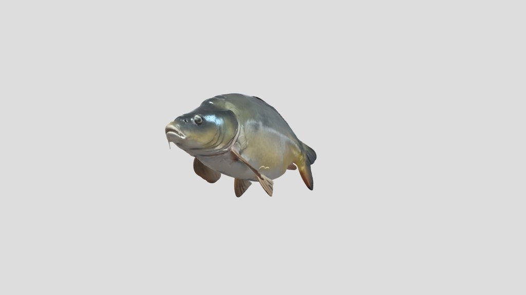 Mirror Carp