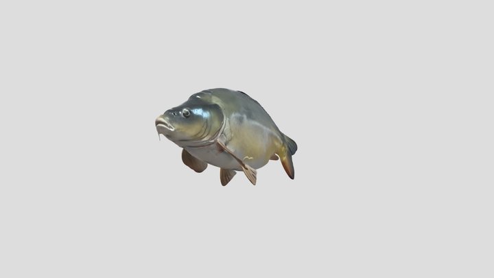 Mirror Carp – Gratis 3D-model STL