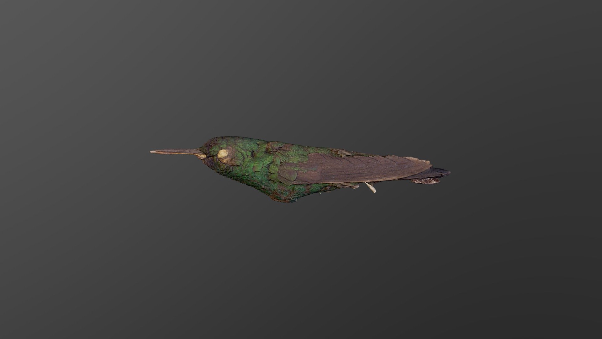 Blue-chinned Sapphire - Chlorestes notatus