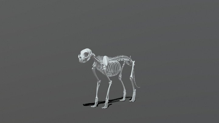 Cat_skeleton 3D Model