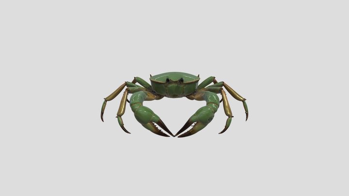 green crab 3D Model