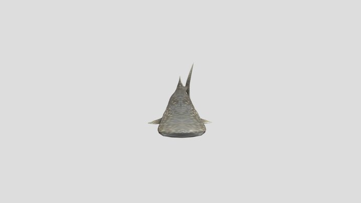 TiburonBallena 3D Model