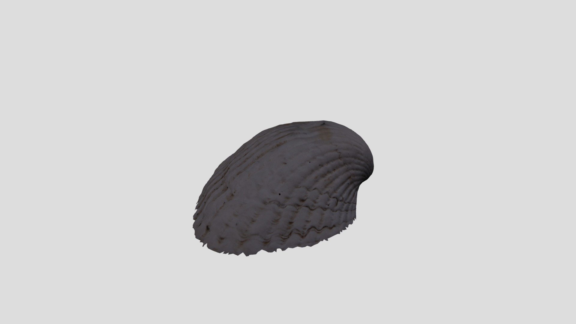 ZEPHYR SEASHELL SMALL PROCESSED