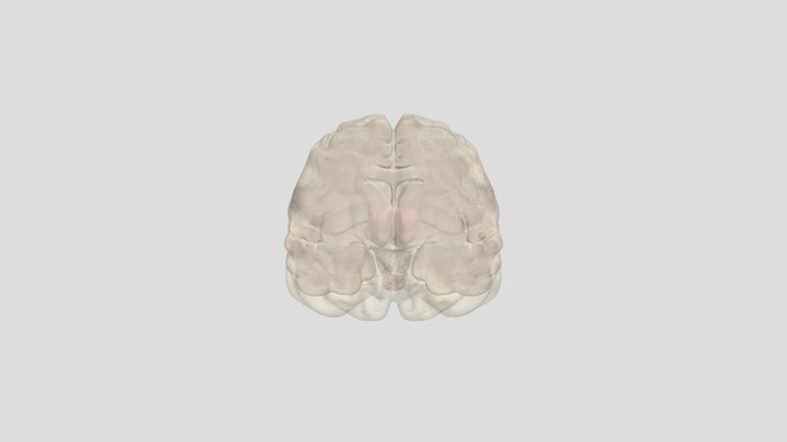 Auditory Tract 3D Model
