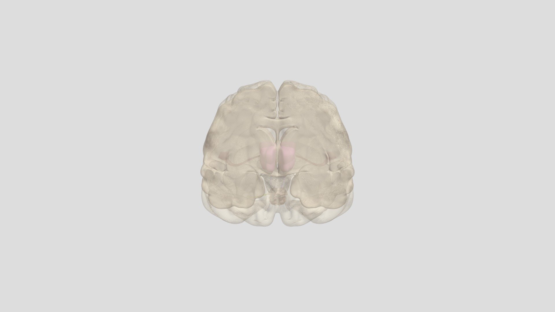 Auditory Tract