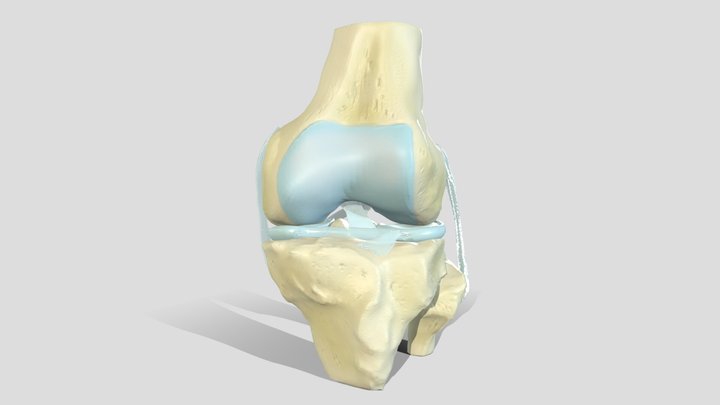 Ligaments of the Left Knee (2023) 3D Model