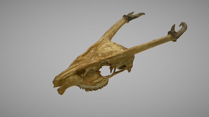 Muntjac 3D Model
