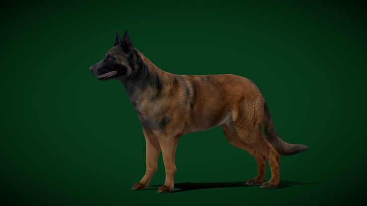 Belgian Shepherd Dog Breed (GameReady) 3D Model