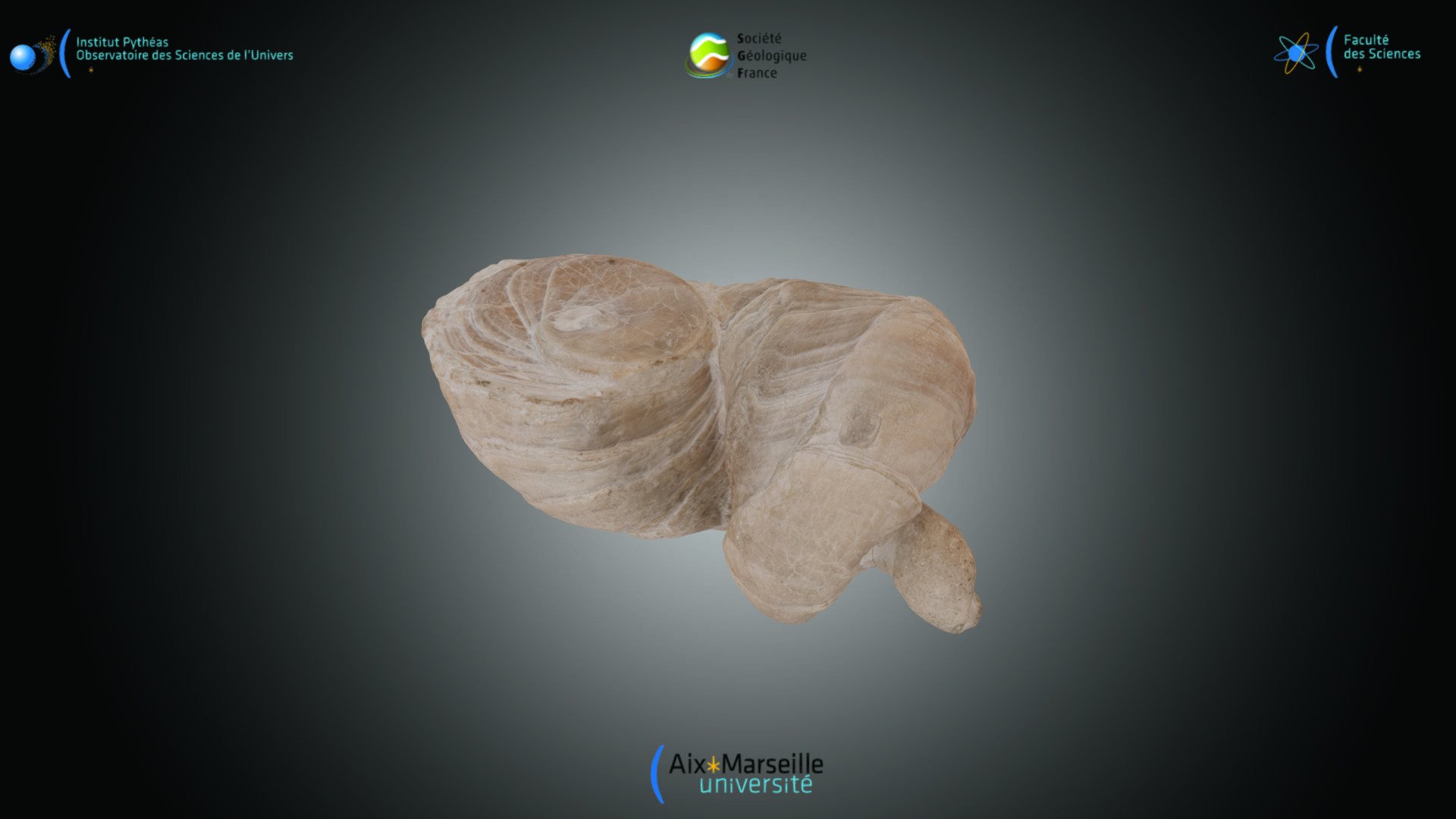 Bivalve - Requienia ammonia