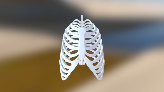 Ribcage Only 3D Model