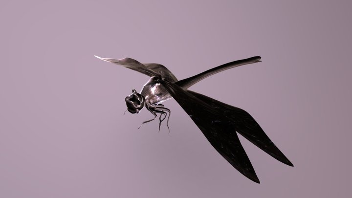 Golden-ringed_dragonfly 3D Model