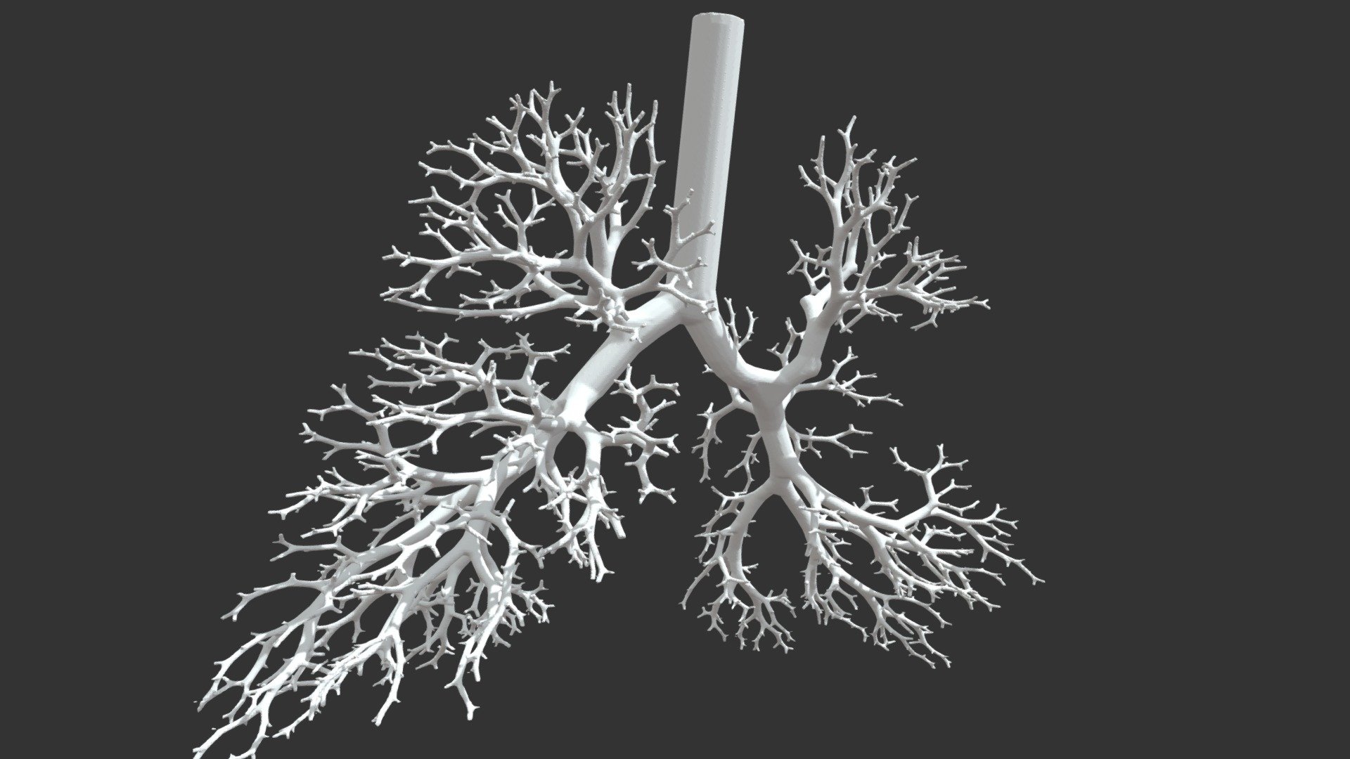 Human lung geometry - Buy Royalty Free 3D model by Paul Bourke ...