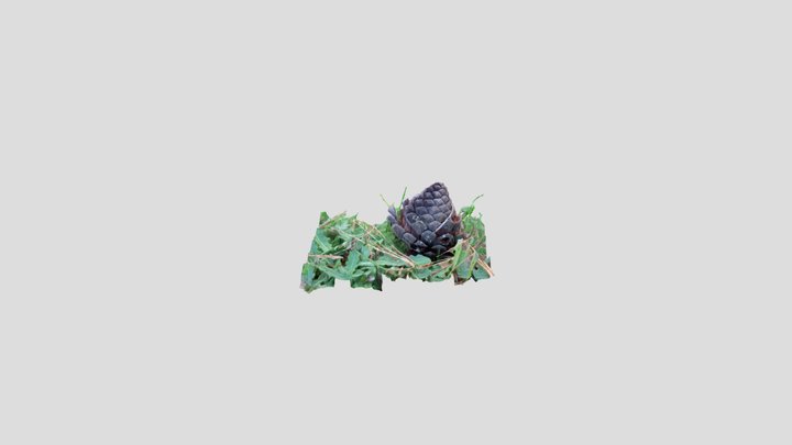 Monterey pine cone – Modello 3D gratuito STL