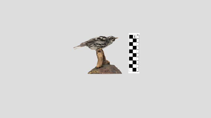 Parulidae: black-and-white warbler 3D Model