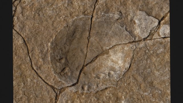 Footprint With Infant Prints, Spyway Quarry 3D Model