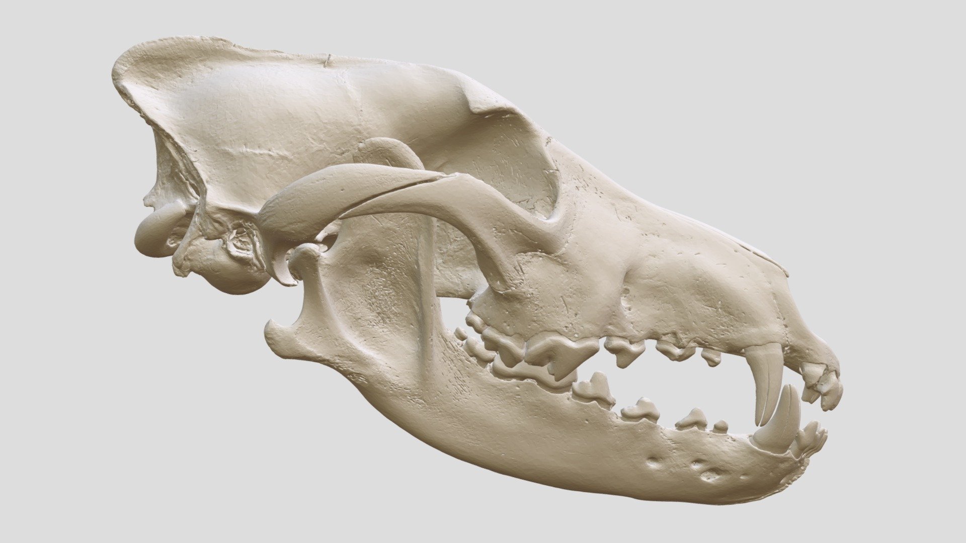 Canis lupus baileyi (MSB:Mamm:160135) - 3D model by Biodiversity ...