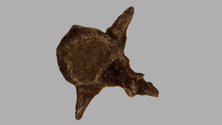 Rhyncosaur vertebra 3D Model