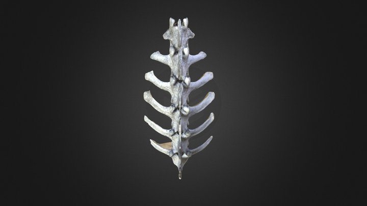Vertebrae w/ Canon Rebel XT 3D Model