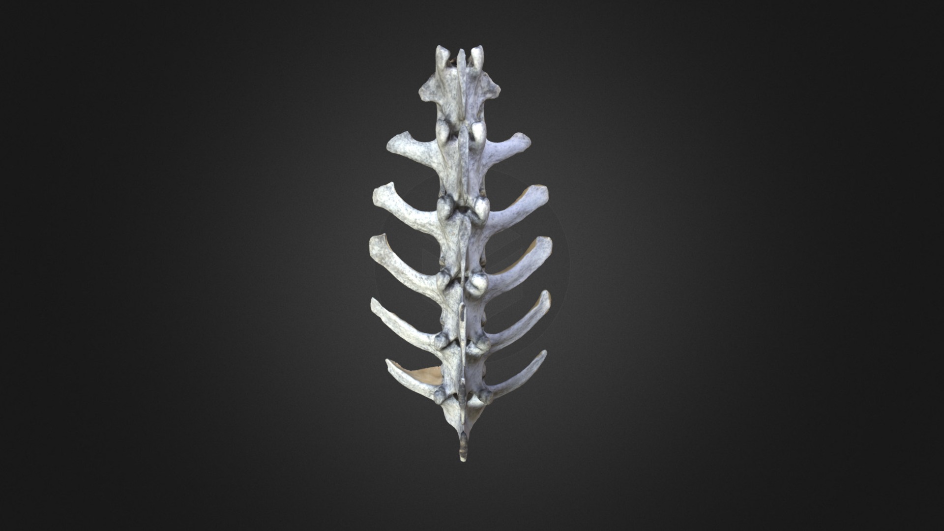 3D model Vertebrae w/ Canon Rebel XT - This is a 3D model of the Vertebrae w/ Canon Rebel XT. The 3D model is about a close-up of a metal sculpture.