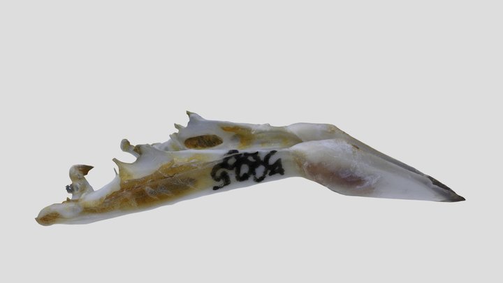 UWYMV:Bird:5885, Junco hyemalis, Mandible – Gratis 3D-model STL