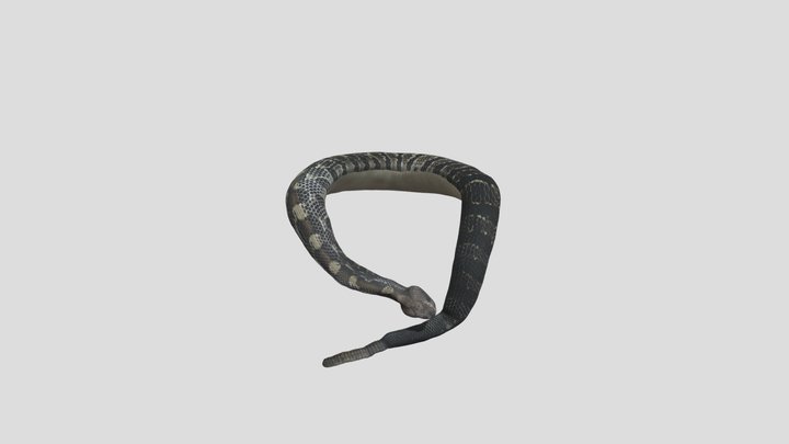 Serpent Python 3D Model