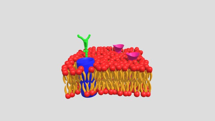 membrana-plasmatica 3D Model