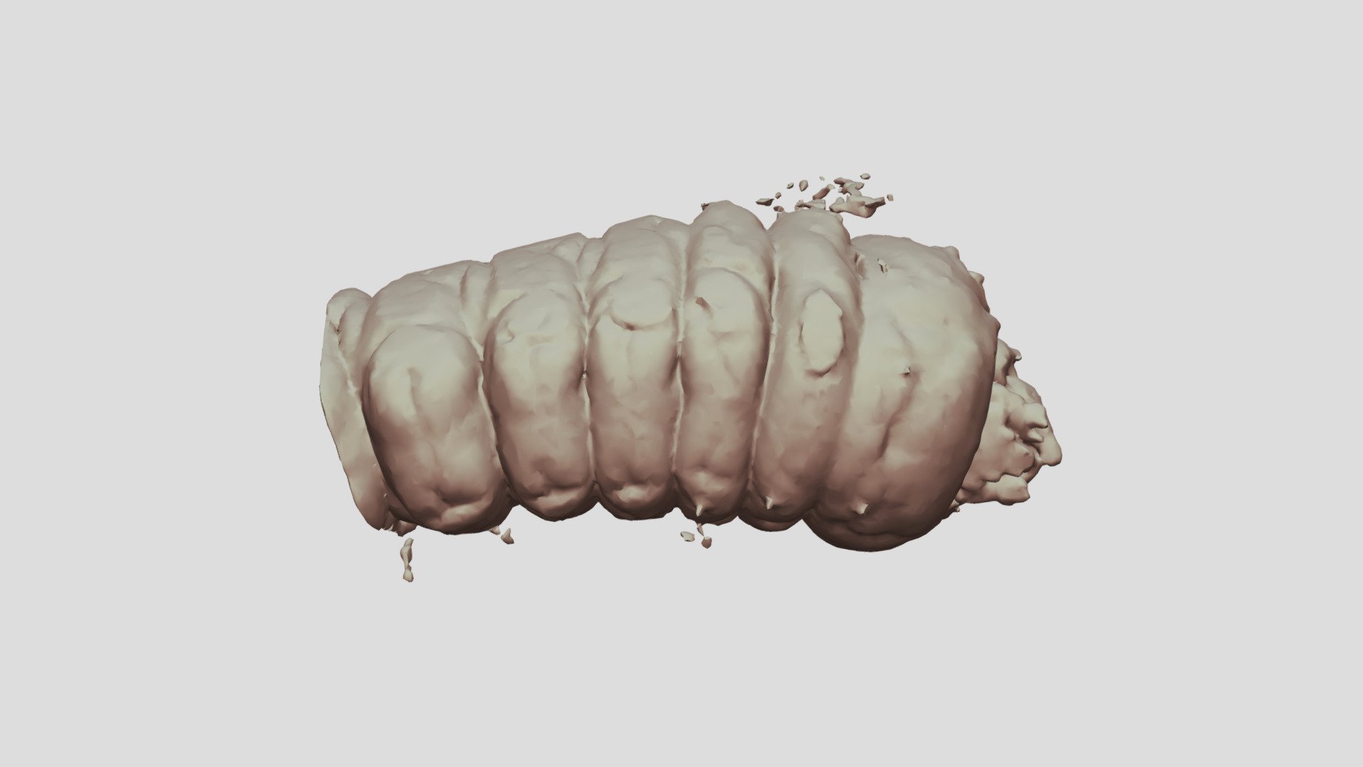 Cacosceles newmannii larva. Sample Nr15
