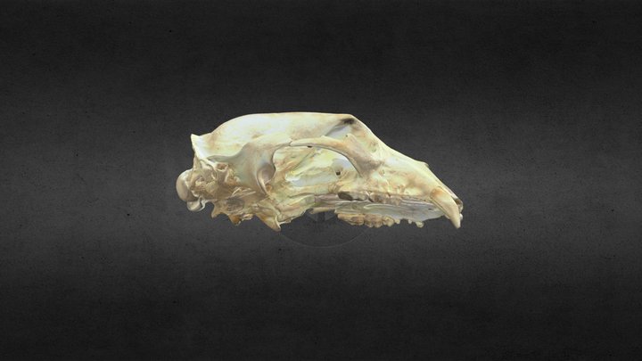 MSCC007 Ursus americanus Skull 3D Model