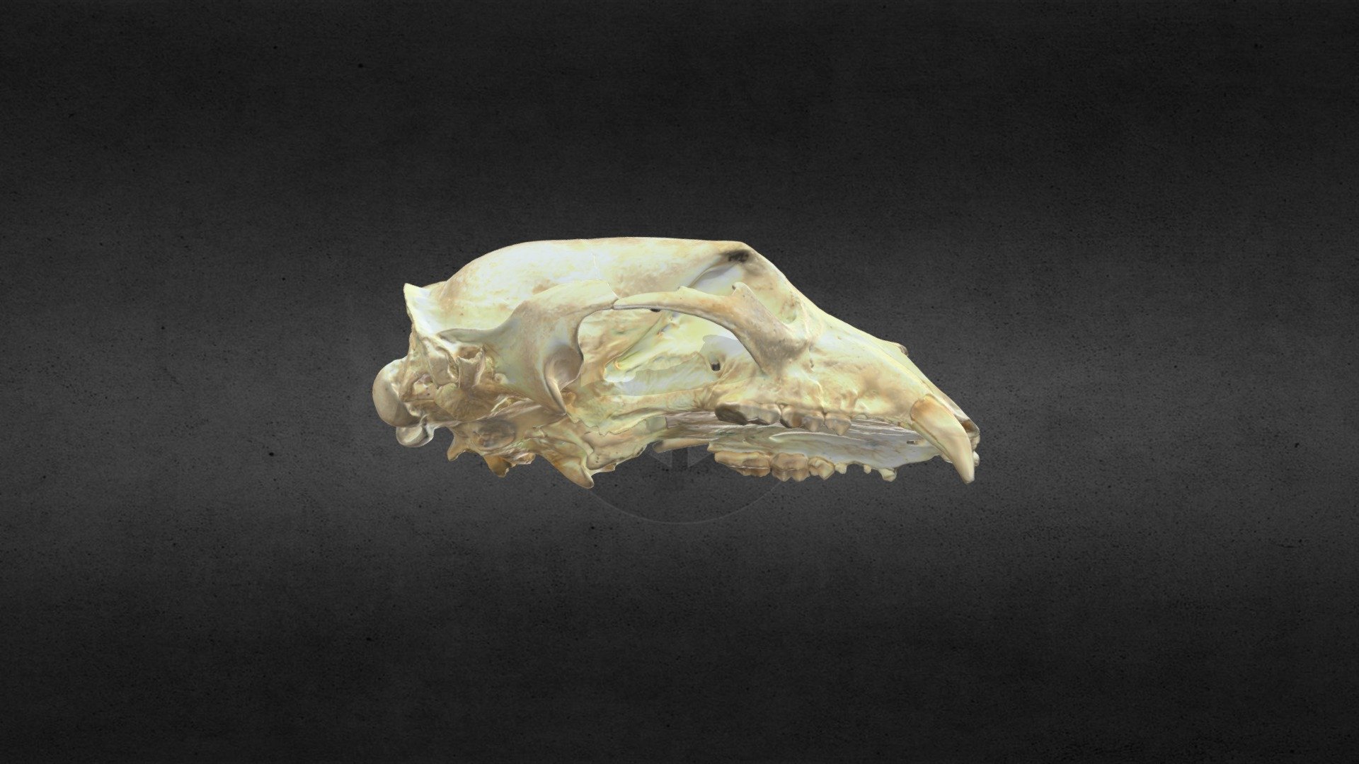 MSCC007 Ursus americanus Skull